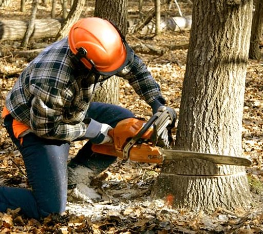 Tree Removal in Unity, WI